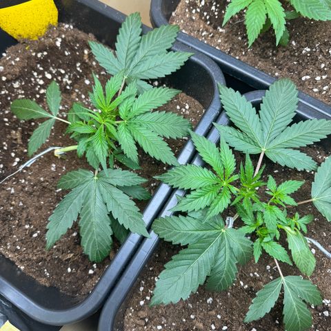 Sugarlato Auto growlog photo: Heute wurden die ersten Blätter abgeschnitten damit die Triebe besseres Licht bekommen 