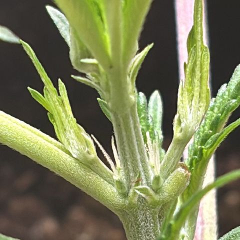 Sugarlato Auto growlog timeline photo
