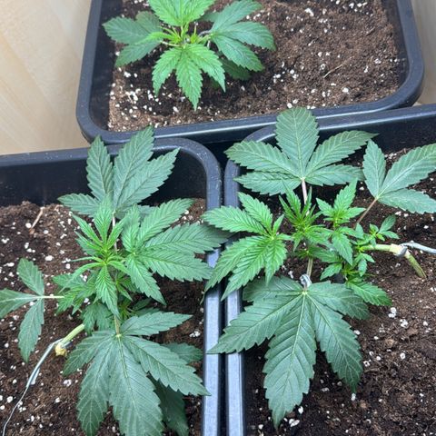 Sugarlato Auto growlog timeline photo