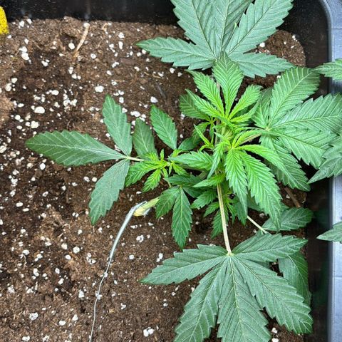 Sugarlato Auto growlog timeline photo