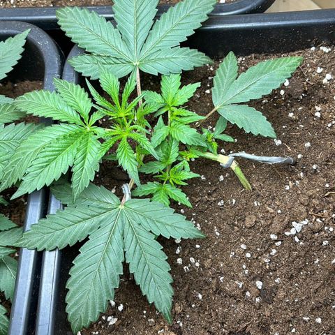 Sugarlato Auto growlog timeline photo