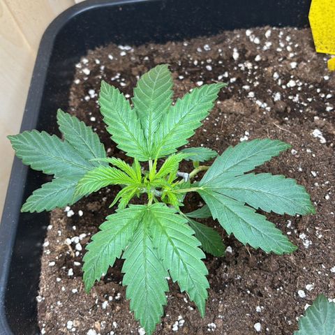 Sugarlato Auto growlog timeline photo