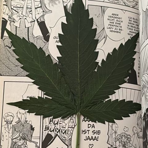 Sugarlato Auto growlog timeline photo