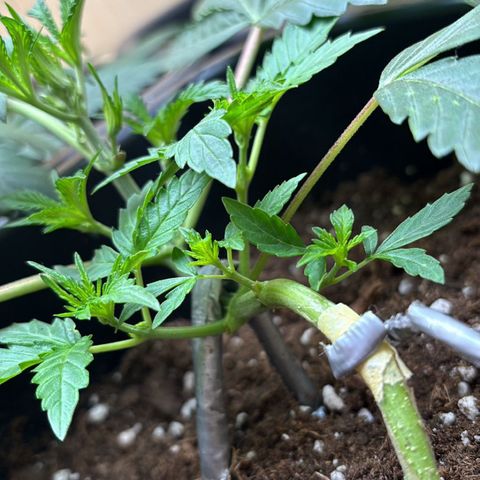 Sugarlato Auto growlog timeline photo