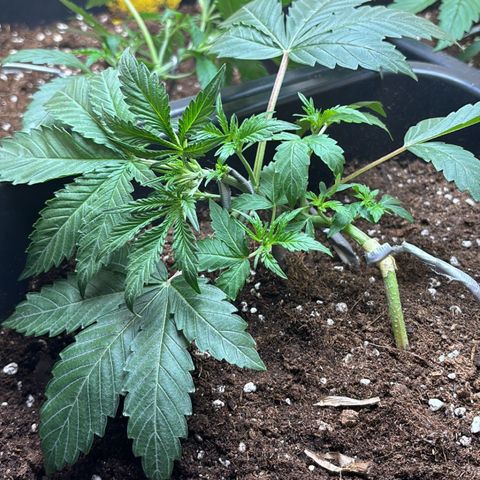 Sugarlato Auto growlog timeline photo