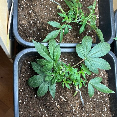 Sugarlato Auto growlog timeline photo