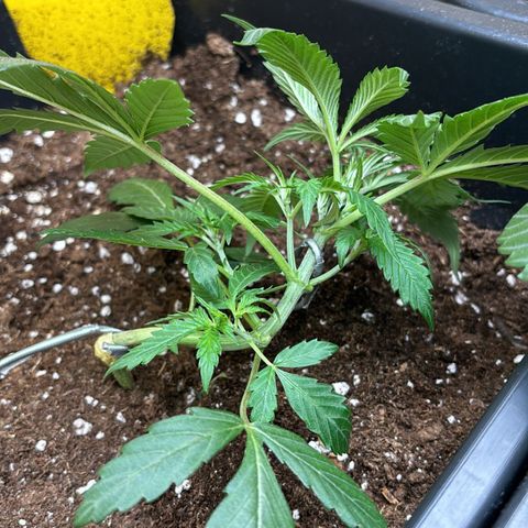 Sugarlato Auto growlog timeline photo