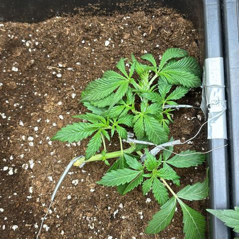 Sugarlato Auto growlog timeline photo