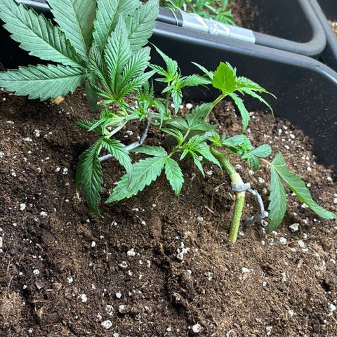Sugarlato Auto growlog timeline photo