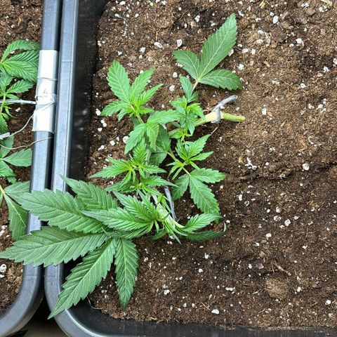 Sugarlato Auto growlog timeline photo