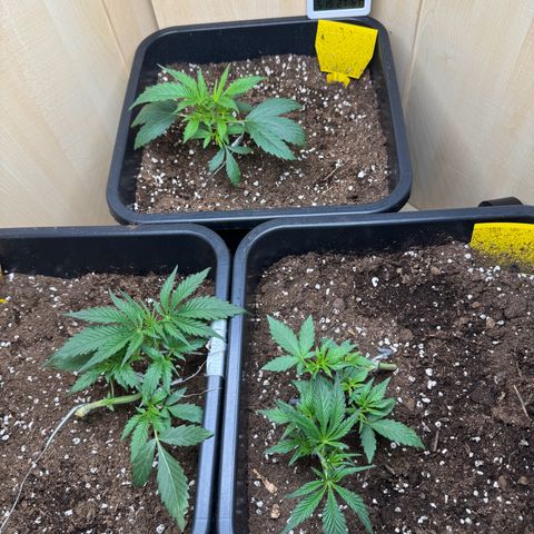 Sugarlato Auto growlog timeline photo