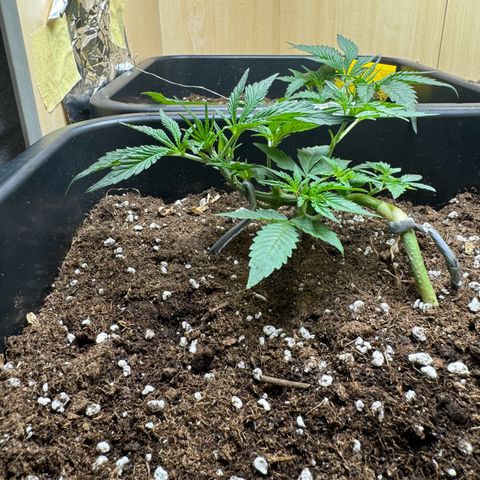 Sugarlato Auto growlog timeline photo
