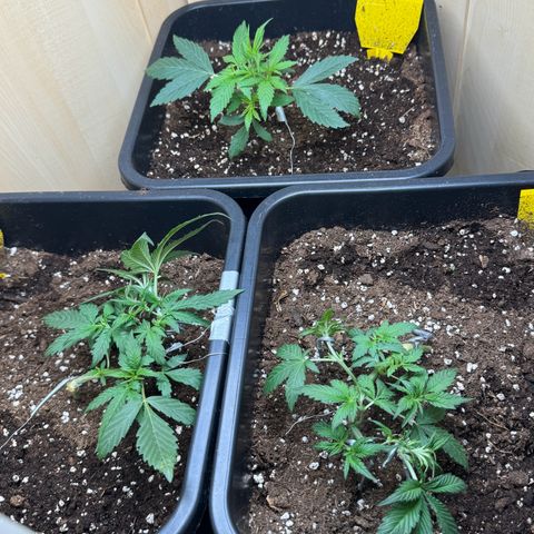 Sugarlato Auto growlog timeline photo