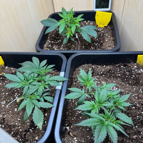 Sugarlato Auto growlog timeline photo
