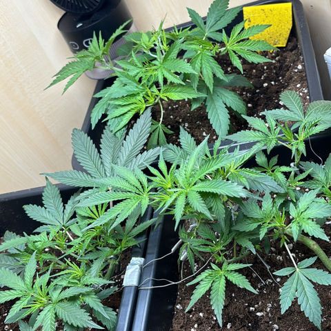 Sugarlato Auto growlog timeline photo