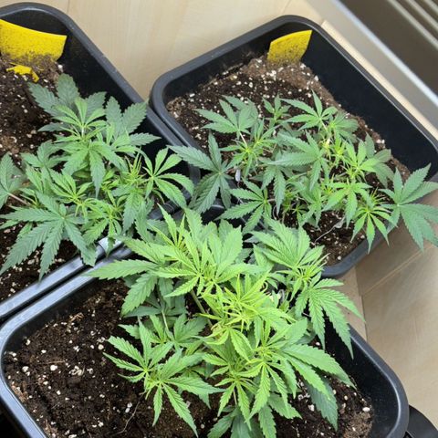 Sugarlato Auto growlog timeline photo