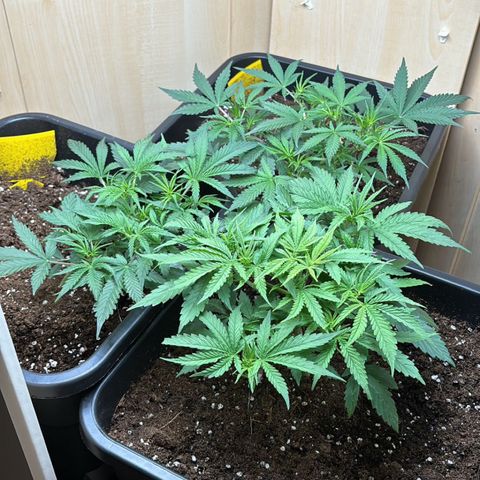 Sugarlato Auto growlog timeline photo