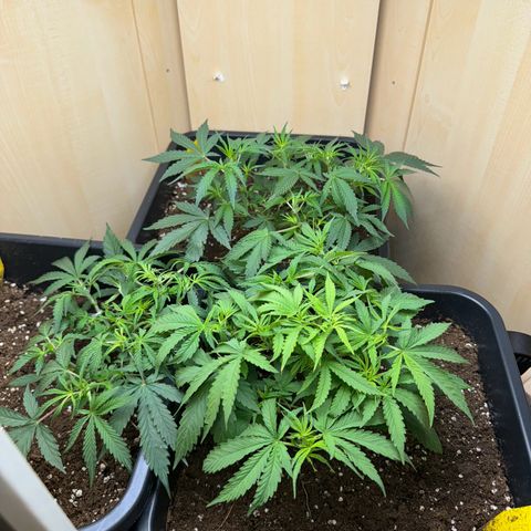 Sugarlato Auto growlog timeline photo