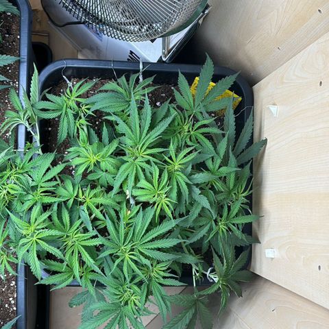 Sugarlato Auto growlog timeline photo
