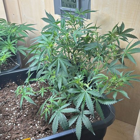 Sugarlato Auto growlog timeline photo