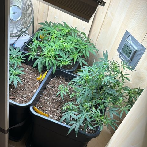 Sugarlato Auto growlog timeline photo