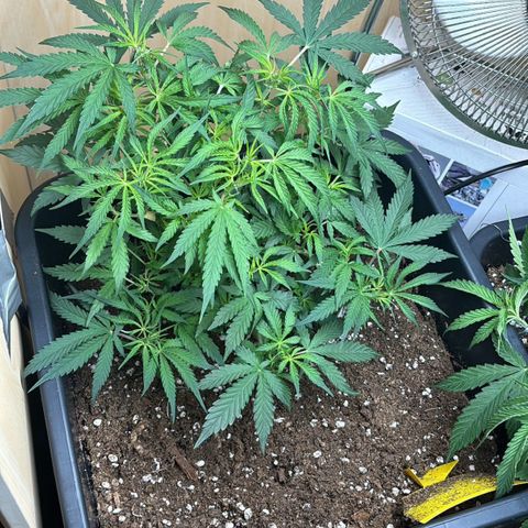 Sugarlato Auto growlog timeline photo