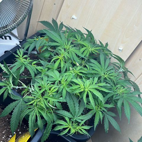 Sugarlato Auto growlog timeline photo