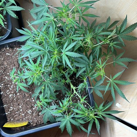 Sugarlato Auto growlog timeline photo