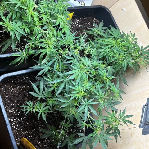 Sugarlato Auto growlog timeline photo
