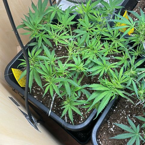 Sugarlato Auto growlog timeline photo