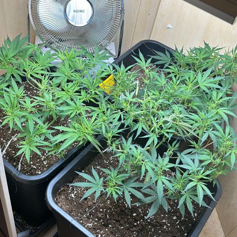 Sugarlato Auto growlog timeline photo