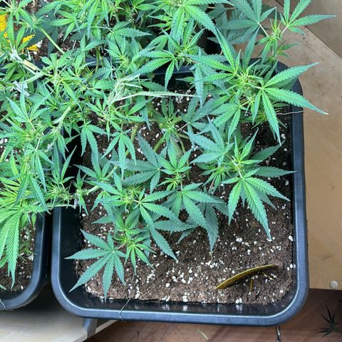 Sugarlato Auto growlog timeline photo