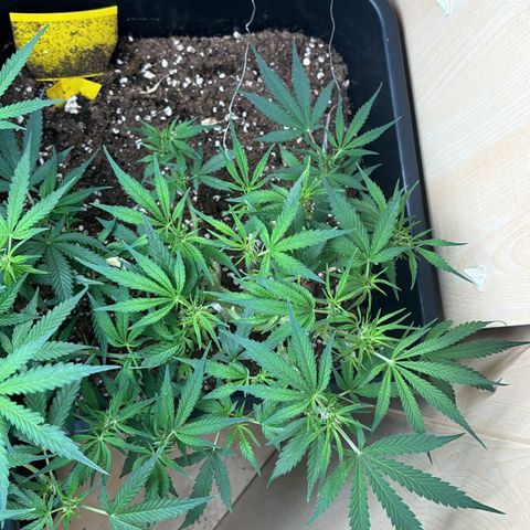 Sugarlato Auto growlog timeline photo