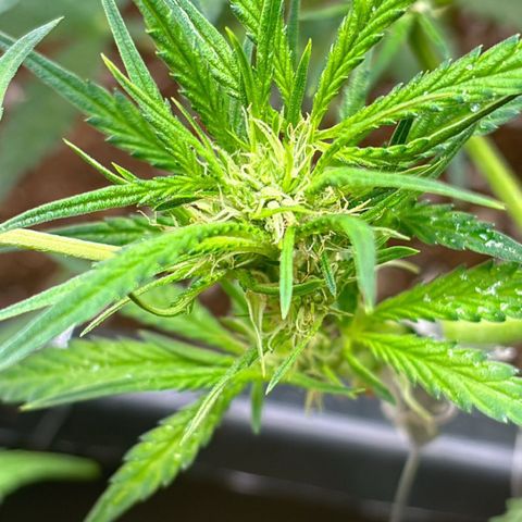 Sugarlato Auto growlog timeline photo