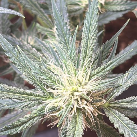Sugarlato Auto growlog timeline photo