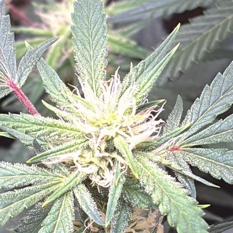 Sugarlato Auto growlog timeline photo