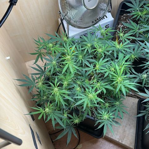 Sugarlato Auto growlog timeline photo