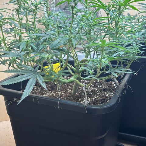 Sugarlato Auto growlog timeline photo