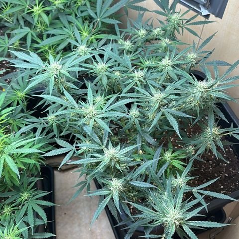 Sugarlato Auto growlog timeline photo