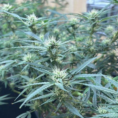 Sugarlato Auto growlog timeline photo
