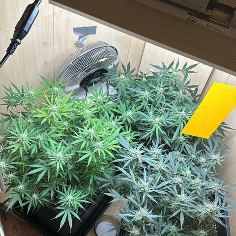 Sugarlato Auto growlog timeline photo