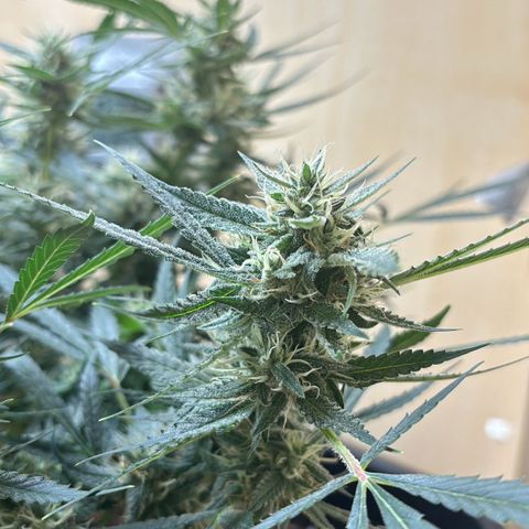Sugarlato Auto growlog timeline photo