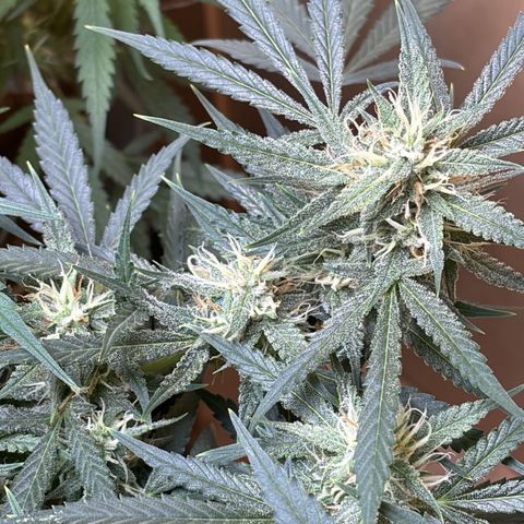 Sugarlato Auto growlog timeline photo