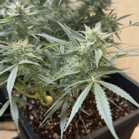 Sugarlato Auto growlog timeline photo