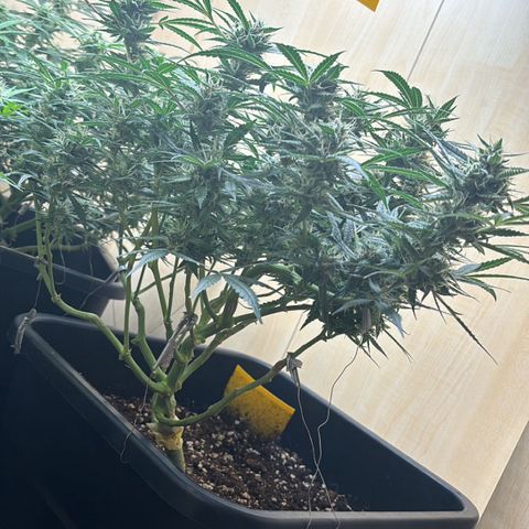 Sugarlato Auto growlog timeline photo
