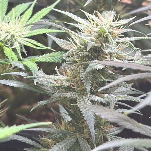 Sugarlato Auto growlog timeline photo