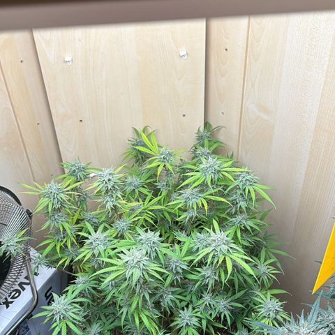 Sugarlato Auto growlog timeline photo