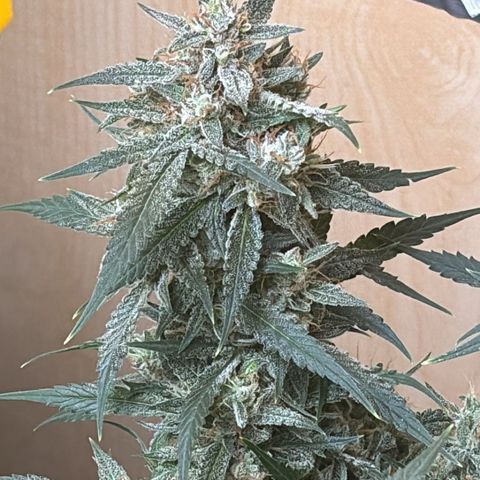 Sugarlato Auto growlog timeline photo