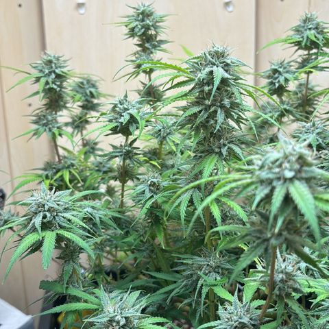 Sugarlato Auto growlog timeline photo