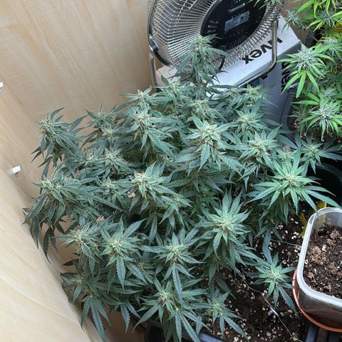 Sugarlato Auto growlog timeline photo